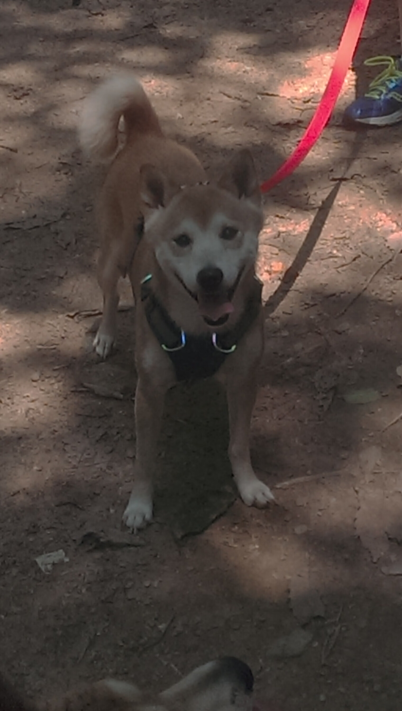 九游.中国官网-中国男篮回归基本功训练 注重实战细节，中国男篮归化两人加入