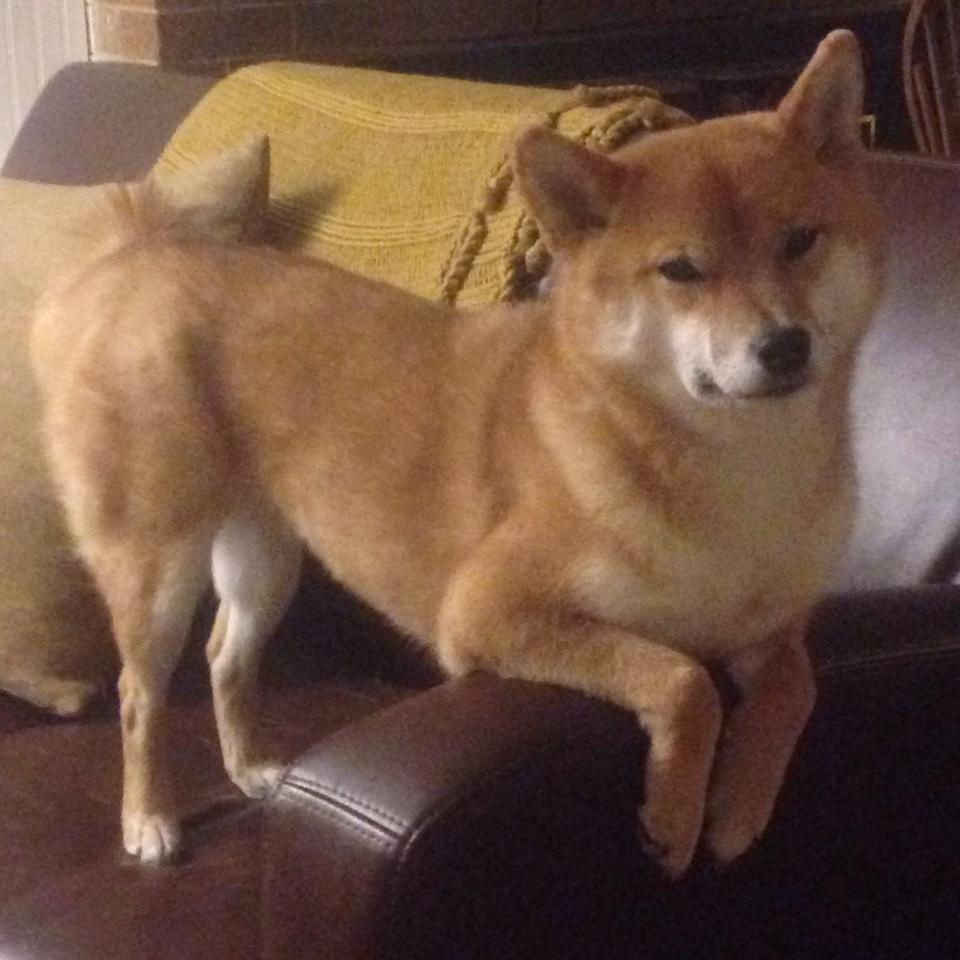 九游体育-体育新闻中心支持全国青少年体育视频创作大赛，全国青少年体育比赛有哪些