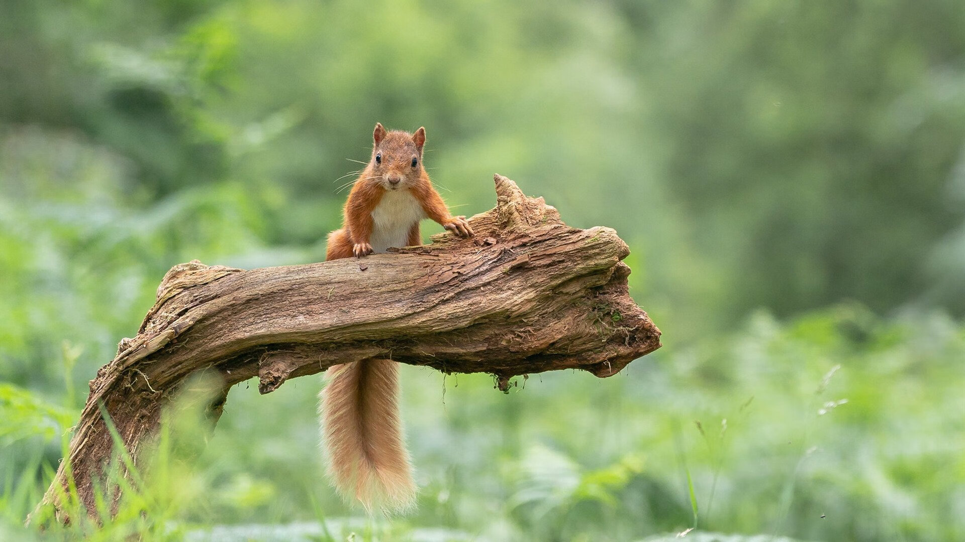九游官网入口活动-门将控场能力是否成为现代五大联赛球队首选标准，门将gk