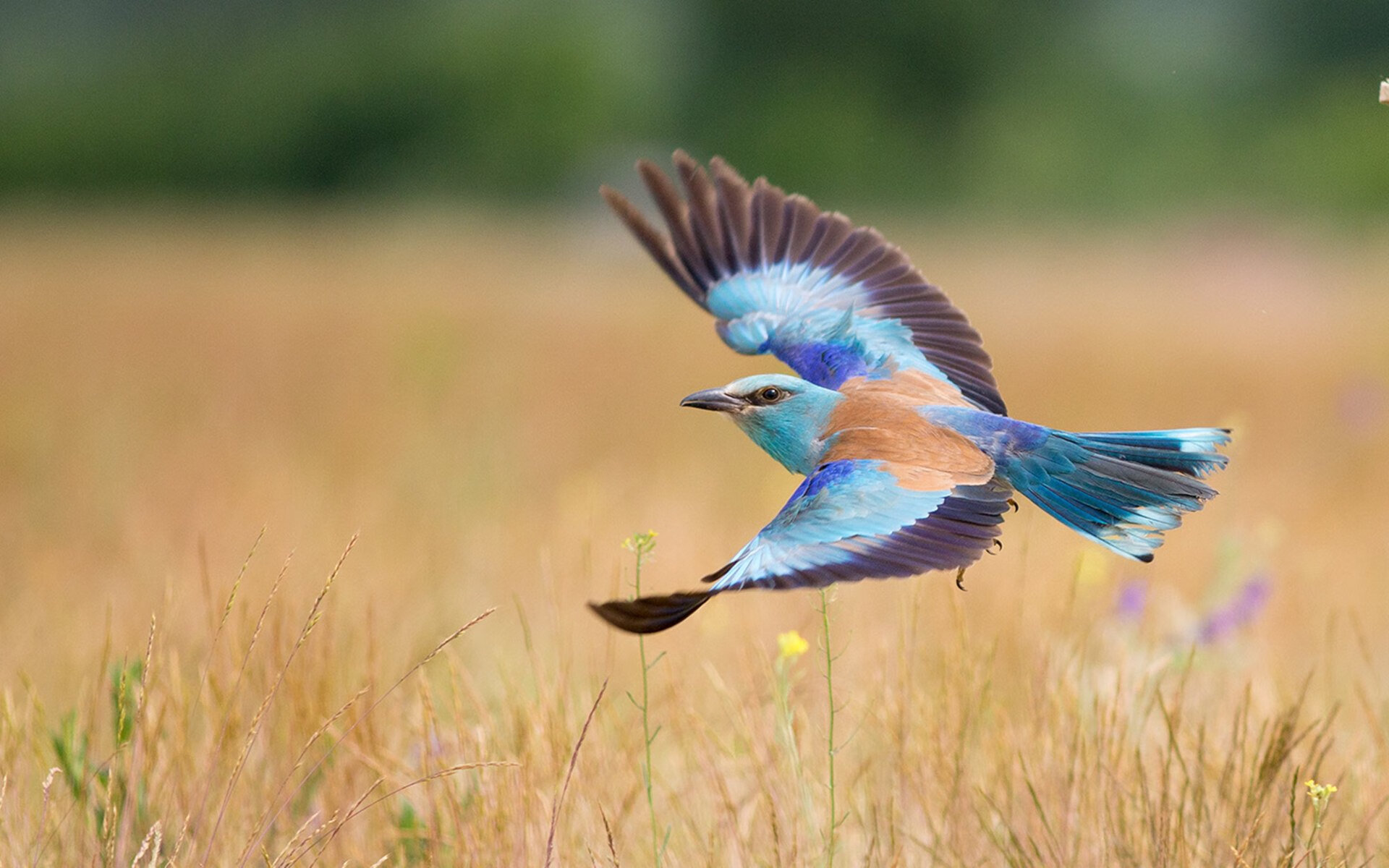 九游网页官网-中小学篮球课程推广取得显著成效培养学生运动兴趣，中小学生篮球教学课程