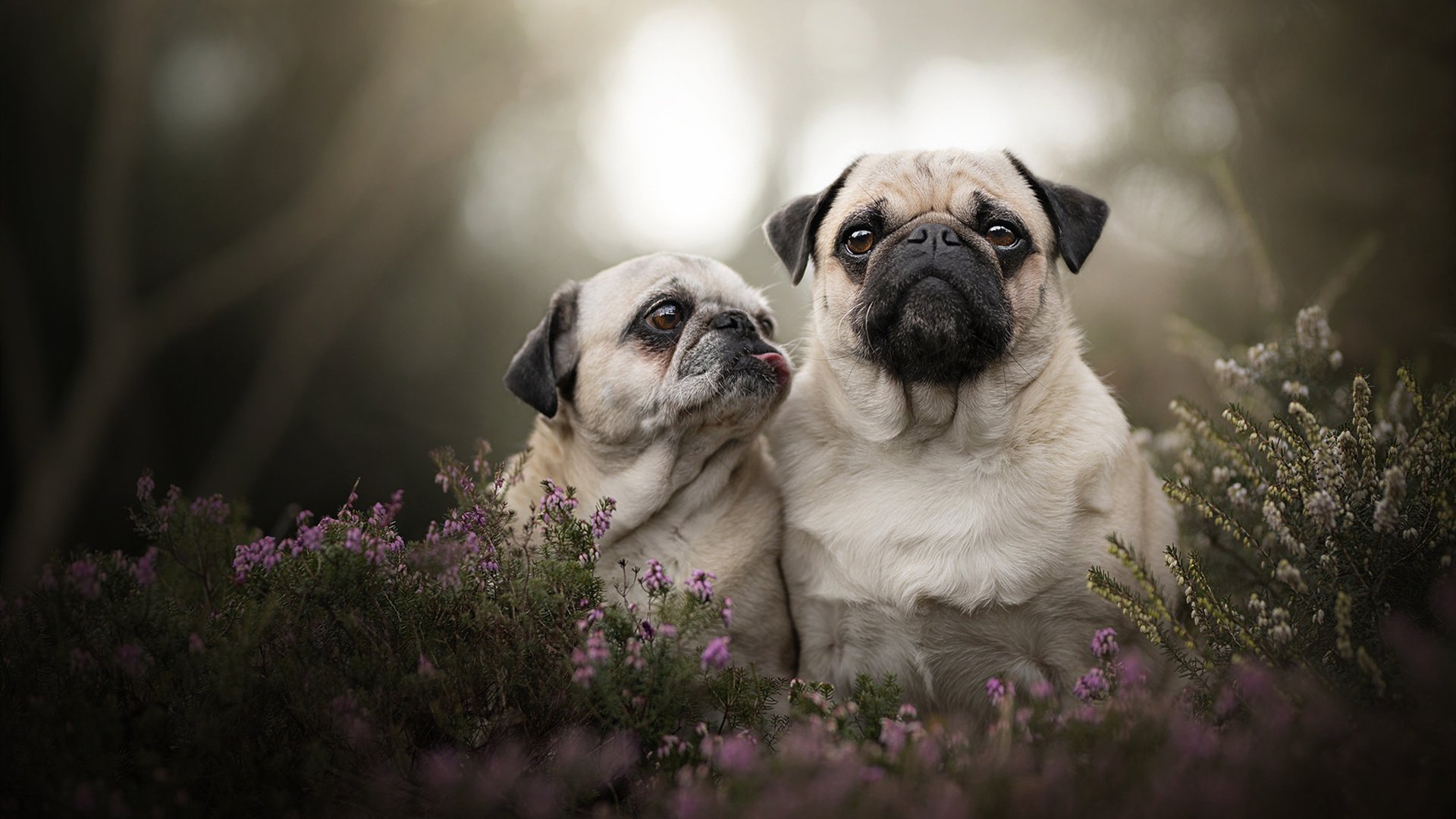 九游娱乐平台-乌干达男篮在非洲锦标赛中奋战不止，迈向国际新高峰，乌干达篮球排名