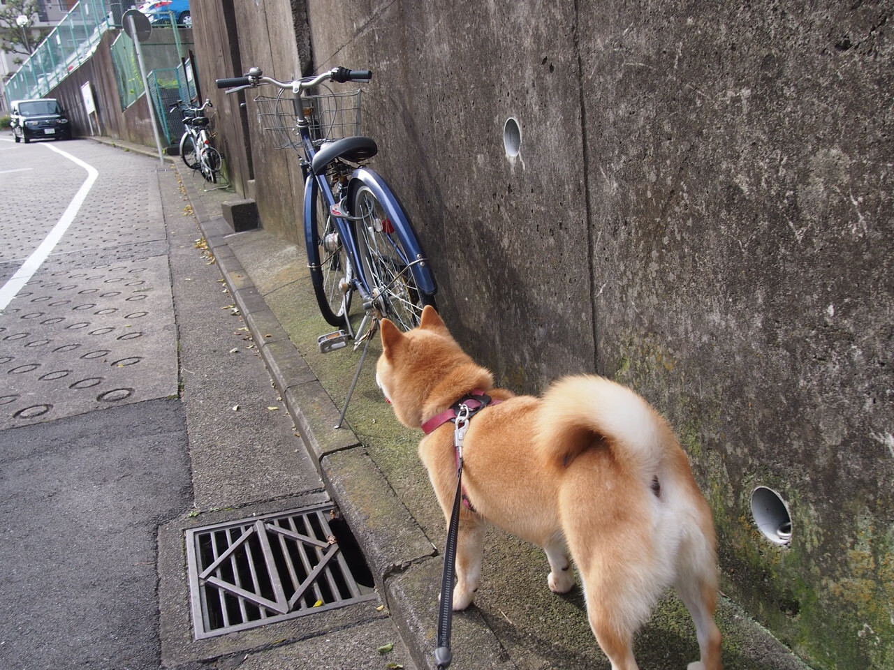 九游官网入口注册-塞尔维亚女篮在欧洲锦标赛中表现优异，冲击金牌目标，塞尔维亚女篮欧洲冠军
