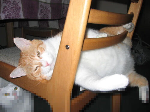 九游官网入口下载-德甲球队的数字化粉丝服务，德甲球迷文化