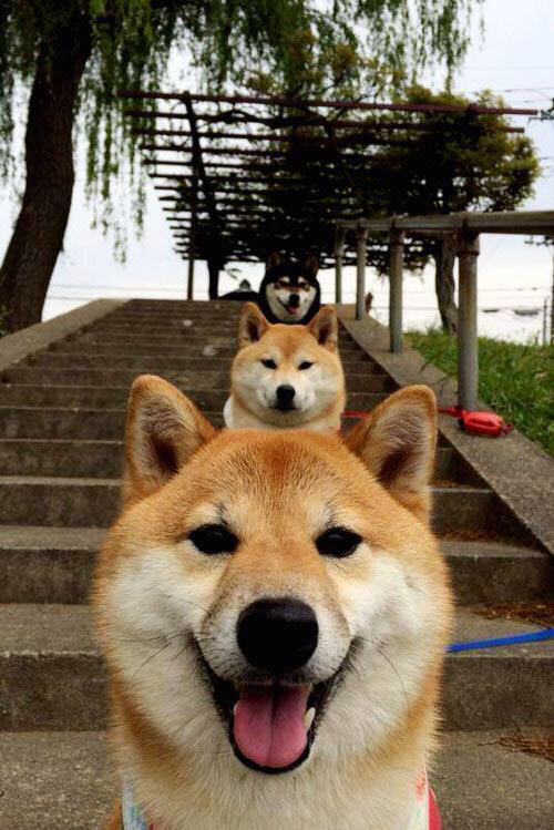 九游娱乐app-欧洲杯的赛事安全保障体系，欧洲杯赛制改革